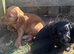 Working cocker spaniels
