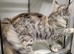 Female maine coon