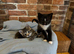 Adorable Kittens