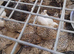 Quails for sale of heat