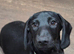 Solid black miniature dachshund