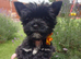 LAST GIRL! Mini Black Yorkshire Terrier. All vaccinations done ️