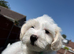 Maltese puppies