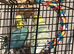 2 baby budgies