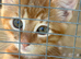 4 cute kittens for sale