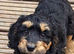 Health check Cockapoo Puppy DNA clear