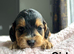 Beautiful litter of cockapoos puppies ready from 10th July