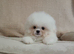 Shih tzu / Maltese Mix