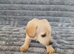 8 dachshund x jack Russel puppies