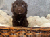 Beautiful F1 Cavapoo Puppies