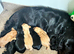 Gamekeeper Bred Working Cocker Spaniels