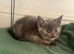 4 playful kittens - 7 weeks old