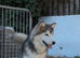 Alaskan Malamute puppies