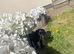Cocker Spaniel puppy for sale