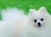 Tiny pure white girl