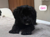 Cockapoo girl puppy available now