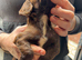 Adorable cocker spaniel puppies