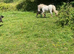 Cob colt
