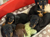 Dachshund Miniature Smooth Haired puppies