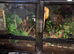 Male & female crested geckos for sale