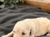 Golden retriver puppies