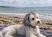 Beautiful 2-Year-Old Silver & White Toy Poodle &ndash; Looking for His Forever Home
