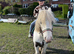 Mini cob gelding