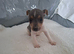 Jack russell