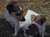 Tw beautiful working jackrussel puppies