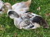 Welsh Harlequin Drakes