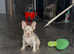 French bulldog puppies