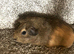 Sow guinea pig baby ready to leave