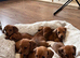 Beautiful little dachsund puppies