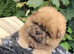 Chow chow puppies
