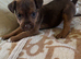 Patterdale puppies