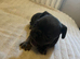 x2 last French bulldog puppies