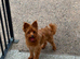 Yorkie poo