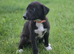 Lurcher puppies