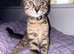 Beautiful stripey girl