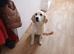 Golden retriever female