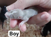 Baby dumbo rats