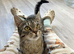 Spayed Cat