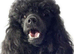 Miniature Poodle Puppies