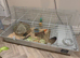 Two 6 weeks old guinea pigs males