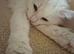 Urgent rehome. Beautiful girls