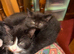 3 kittens available