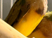 Young Gouildan Finch male orange head when coloured up