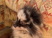 Beautiful Merrill Pomeranian boy
