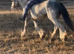 Blagdon mare 4 year old riding pony