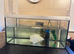 Axolotl and Tank for sale